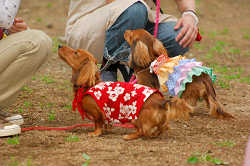 DoggyPark_A-089.jpg
