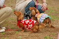 DoggyPark_A-089_thumb.png