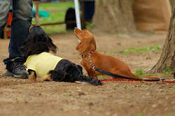 DoggyPark_A-090.jpg