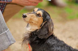 DoggyPark_A-091.jpg