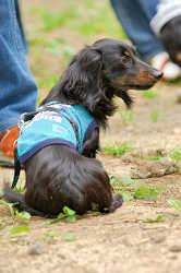 DoggyPark_A-092.jpg