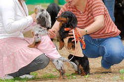 DoggyPark_A-093.jpg