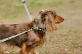DoggyPark_A-095_thumb.png