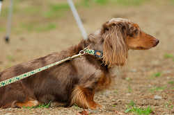 DoggyPark_A-096.jpg