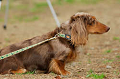 DoggyPark_A-096_thumb.png