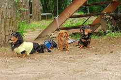 DoggyPark_A-097.jpg