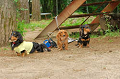 DoggyPark_A-097_thumb.png