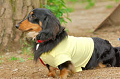 DoggyPark_A-098_thumb.png