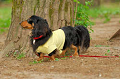DoggyPark_A-099_thumb.png