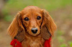 DoggyPark_A-100.jpg