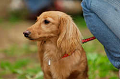 DoggyPark_A-101_thumb.png