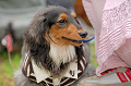 DoggyPark_A-102_thumb.png