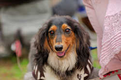 DoggyPark_A-103.jpg