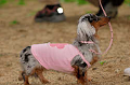 DoggyPark_A-104_thumb.png