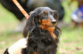 DoggyPark_A-105_thumb.png