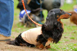 DoggyPark_A-106.jpg