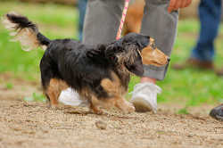 DoggyPark_A-107.jpg