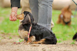 DoggyPark_A-108.jpg