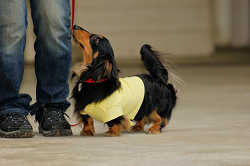 DoggyPark_A-109.jpg