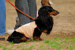 DoggyPark_A-110.jpg