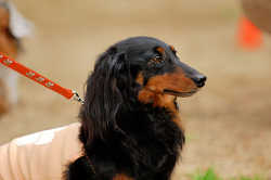 DoggyPark_A-111.jpg