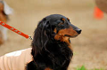 DoggyPark_A-111_thumb.png