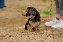 DoggyPark_A-112.jpg