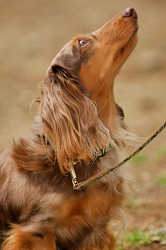 DoggyPark_A-113.jpg