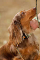 DoggyPark_A-114_thumb.png