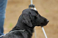 DoggyPark_A-115_thumb.png