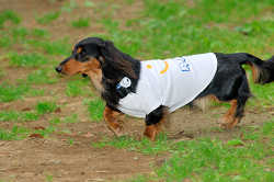 DoggyPark_A-122.jpg