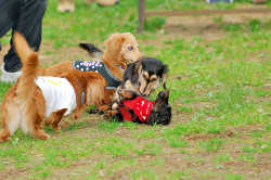 DoggyPark_A-123.jpg