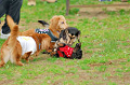 DoggyPark_A-123_thumb.png