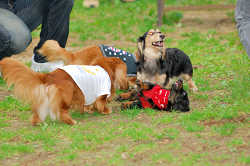 DoggyPark_A-124.jpg