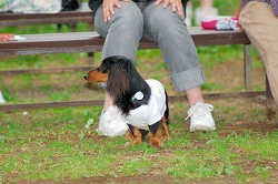 DoggyPark_A-125.jpg