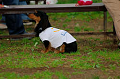 DoggyPark_A-126_thumb.png