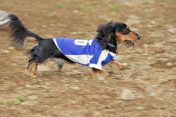 DoggyPark_A-127.jpg