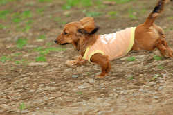 DoggyPark_A-128.jpg