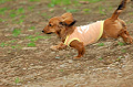 DoggyPark_A-128_thumb.png
