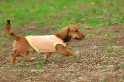 DoggyPark_A-129.jpg