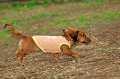 DoggyPark_A-130_thumb.png