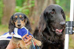 DoggyPark_A-131.jpg