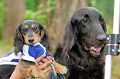 DoggyPark_A-131_thumb.png