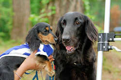 DoggyPark_A-132.jpg