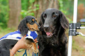 DoggyPark_A-132_thumb.png