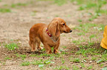 DoggyPark_A-133_thumb.png