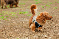 DoggyPark_A-134.jpg