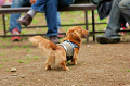 DoggyPark_A-135_thumb.png