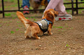 DoggyPark_A-136_thumb.png