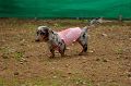 DoggyPark_A-137_thumb.png